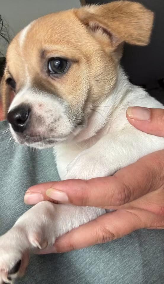 Charlie Brown, Adoptable, Puppy Male Chihuahua & Beagle.
