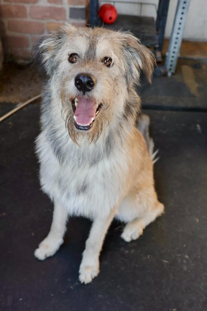 Teddy, Adoptable, Young Male Irish Wolfhound.