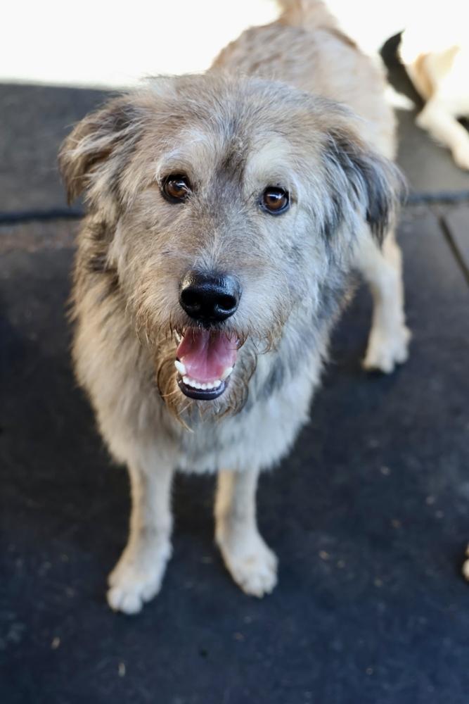 Teddy, a Adoptable mixed breed in TUCSON, AZ image 2/5