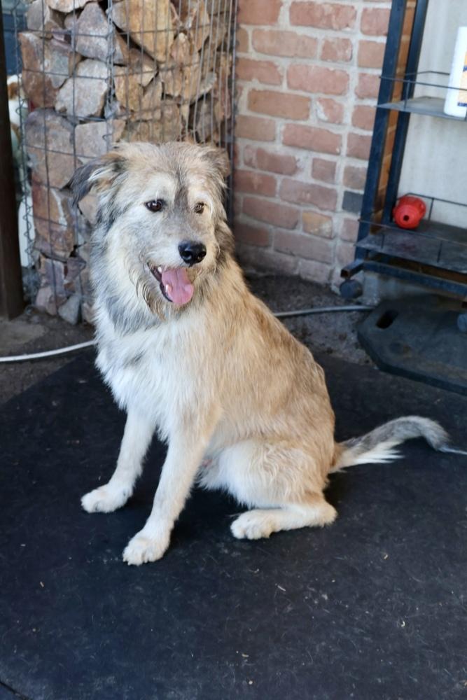 Teddy, a Adoptable mixed breed in TUCSON, AZ image 3/5