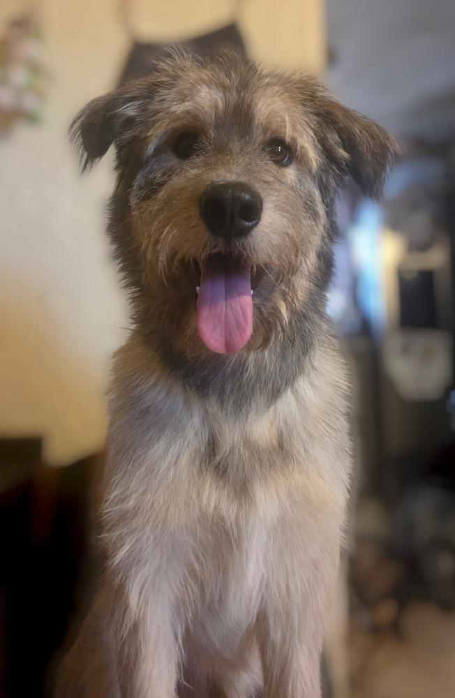 Teddy, a Adoptable mixed breed in TUCSON, AZ image 4/5