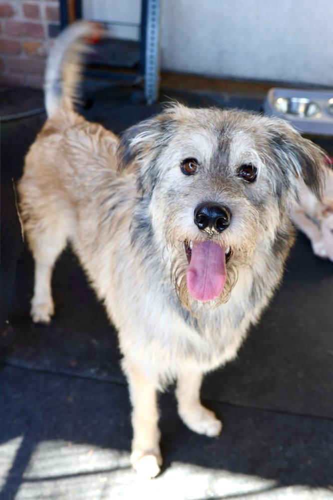 Teddy, a Adoptable mixed breed in TUCSON, AZ image 5/5