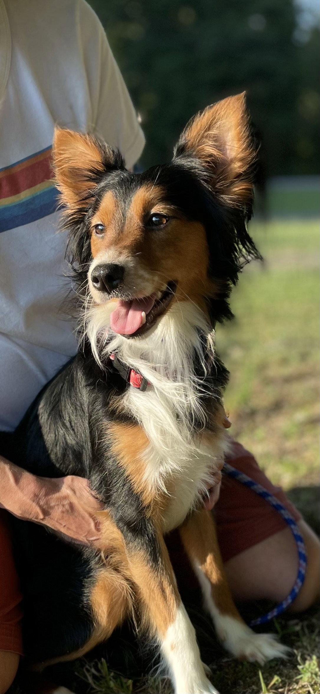 Ramsey, Adoptable, Young Male Mixed Breed.