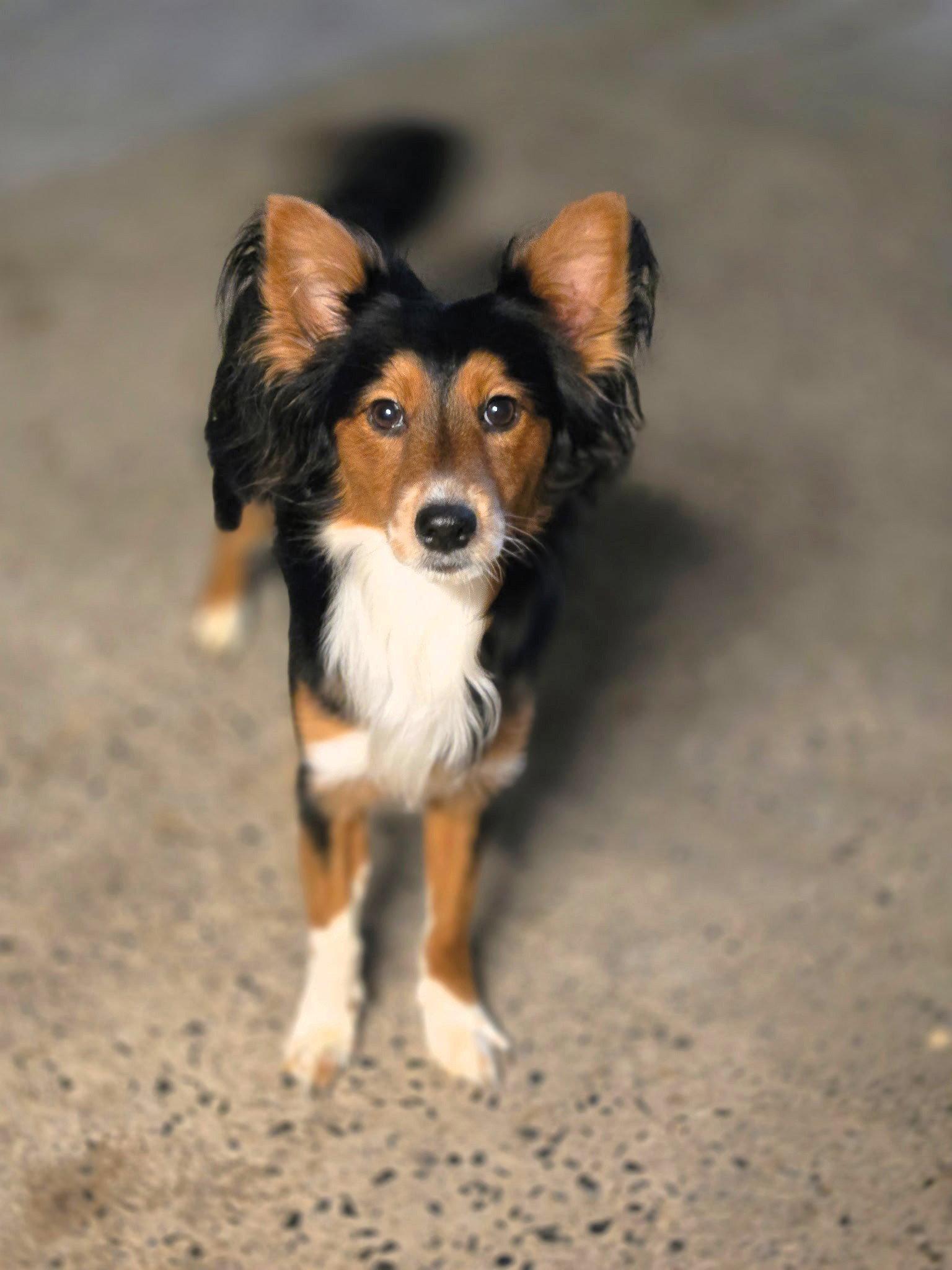 Enlarge Ramsey, a Adoptable Mixed Breed in Chatsworth, GA image 2/3