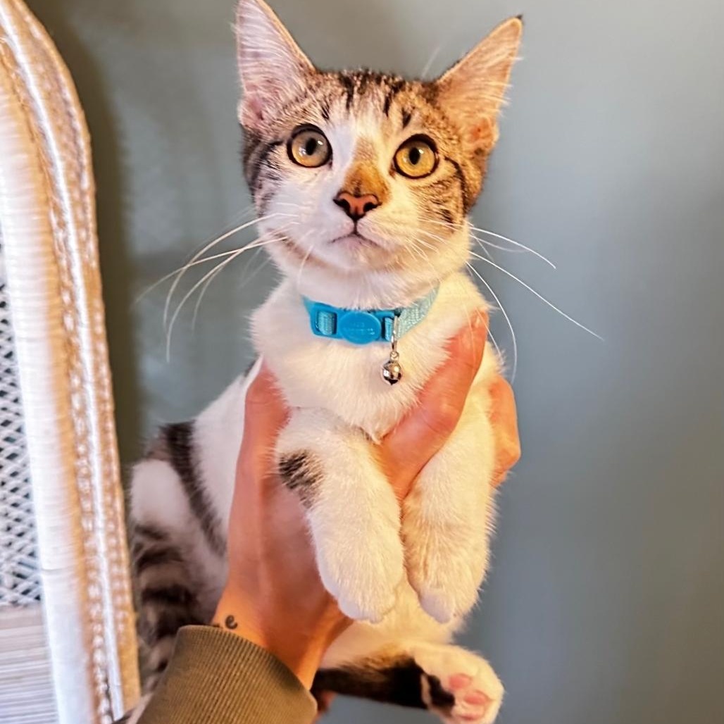 Enlarge Clyde, a Adoptable Domestic Short Hair in Lincoln, NE image 2/5