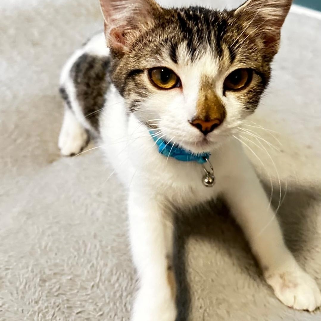 Enlarge Clyde, a Adoptable Domestic Short Hair in Lincoln, NE image 5/5