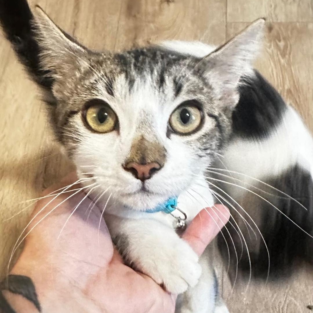 Enlarge Clyde, a Adoptable Domestic Short Hair in Lincoln, NE image 4/5