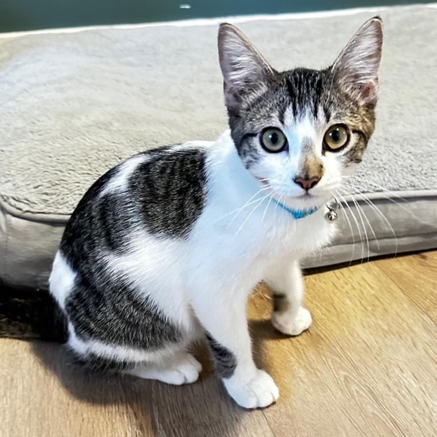 Enlarge Clyde, a Adoptable Domestic Short Hair in Lincoln, NE image 1/5
