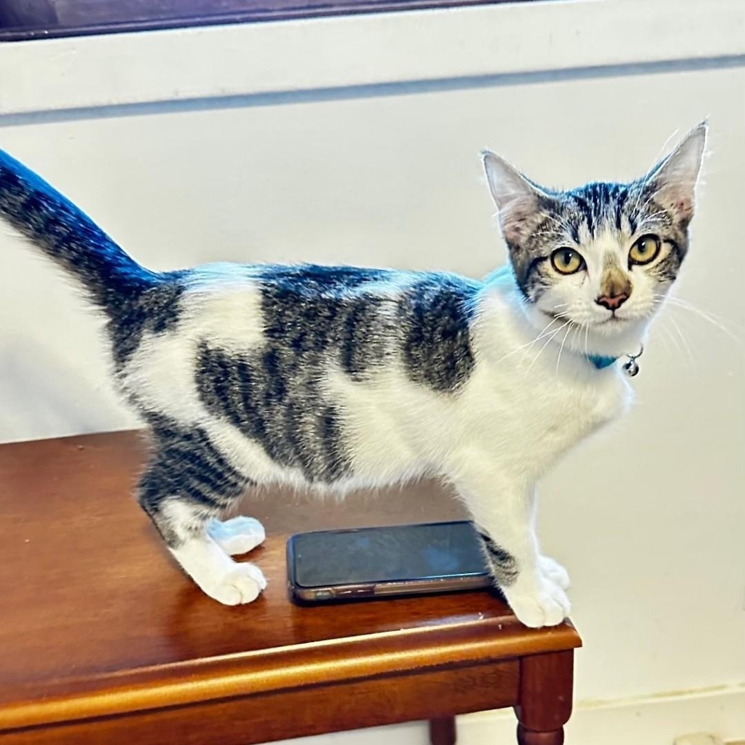 Enlarge Clyde, a Adoptable Domestic Short Hair in Lincoln, NE image 3/5