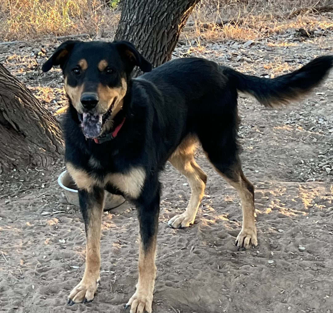 Enlarge Beau, a Adoptable Mixed Breed in Comanche, TX image 1/1