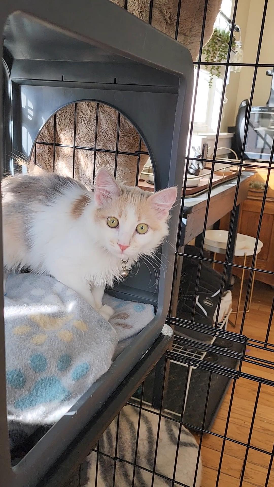Pudding Pop, a Adoptable Dilute Calico in Midvale, UT image 3/4