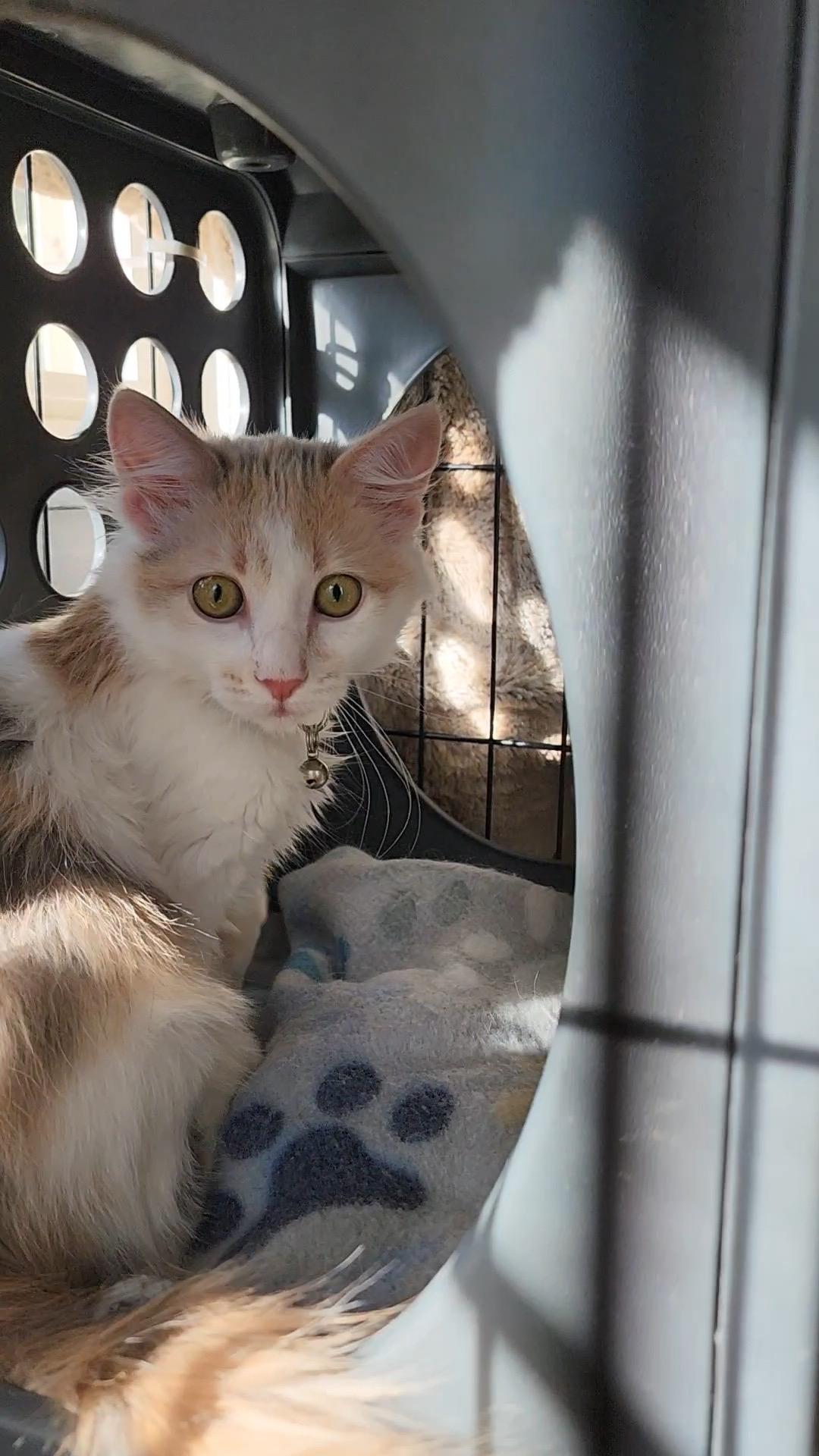 Pudding Pop, a Adoptable Dilute Calico in Midvale, UT image 4/4