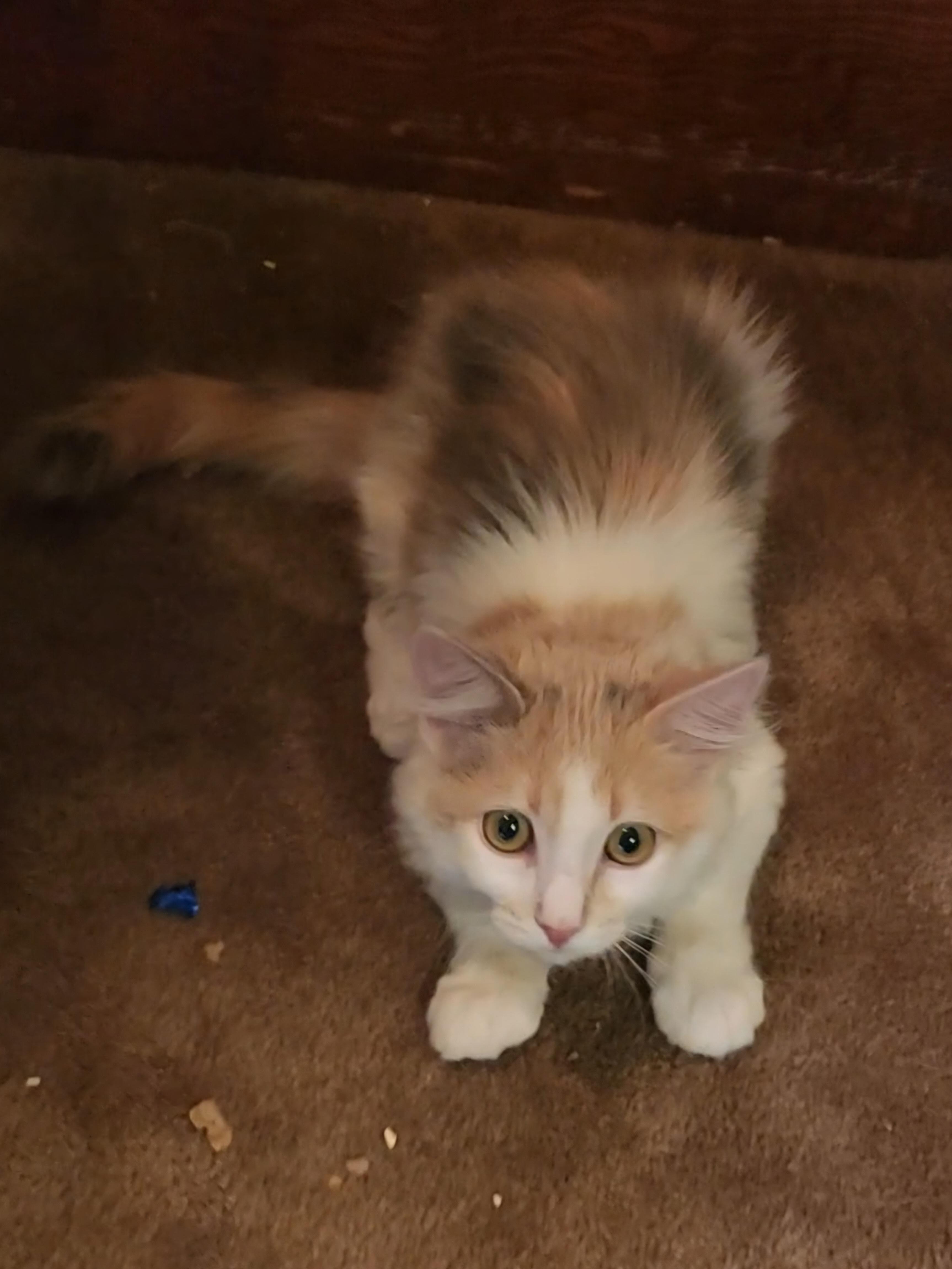 Pudding Pop, a Adoptable Dilute Calico in Midvale, UT image 2/4