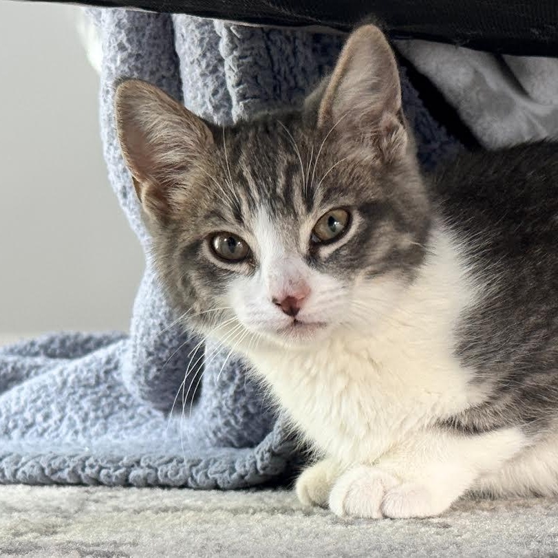 Enlarge Mouse (CF & DP), an adopted mixed breed in Woodland Hills, CA image 2/4