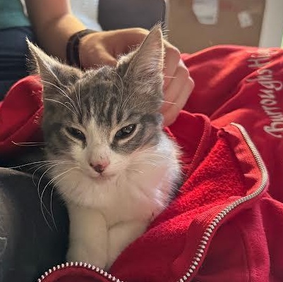 Enlarge Mouse (CF & DP), an adopted mixed breed in Woodland Hills, CA image 3/4