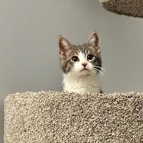 Mouse (CF & DP), adopted, Kitten Female Domestic Short Hair.