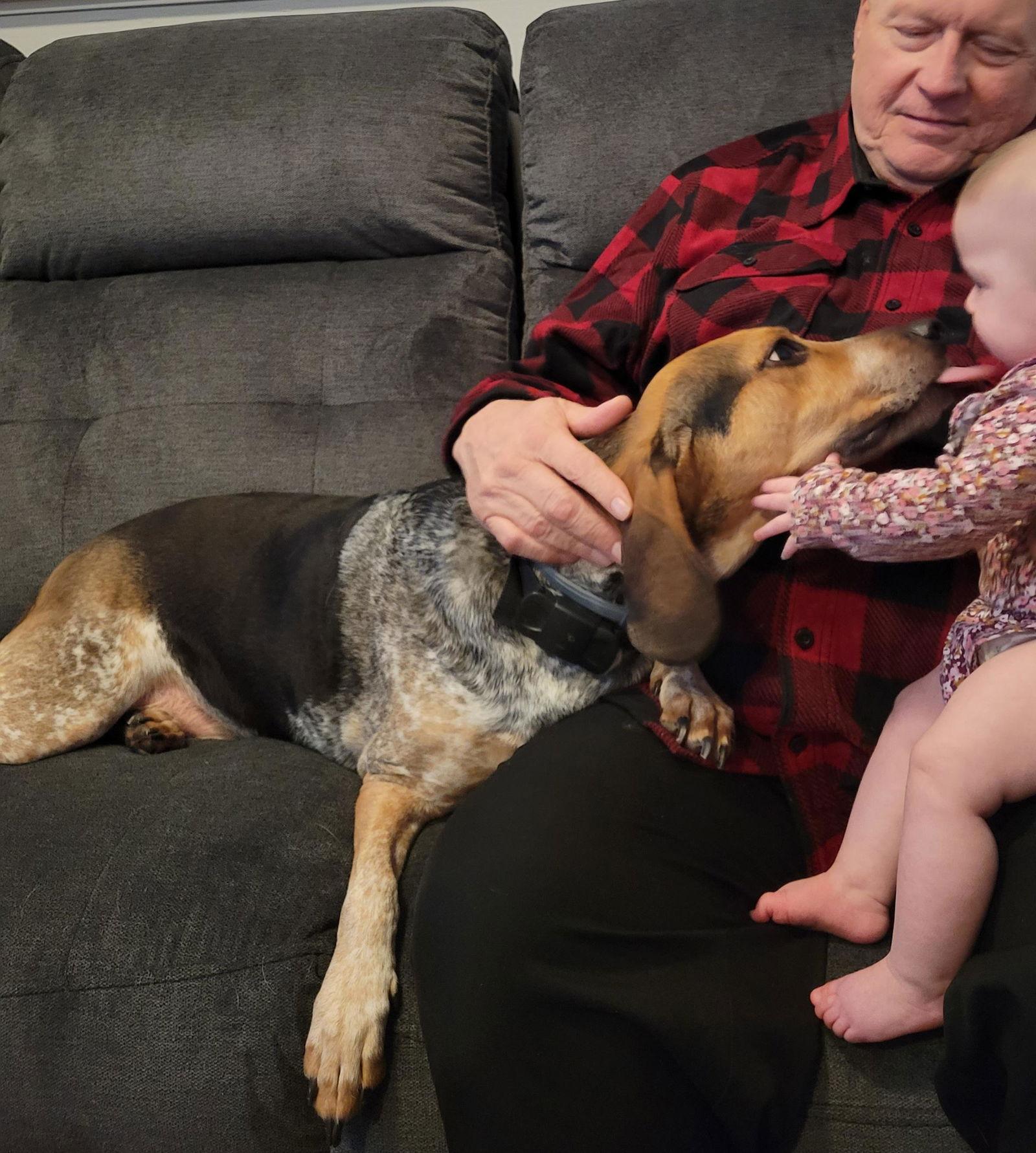 Stanley (courtesy post), Adoptable, Senior Male Beagle & Bluetick Coonhound.