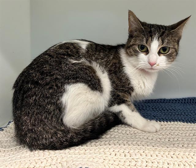 VIKING, Adoptable, Young Female Domestic Short Hair.