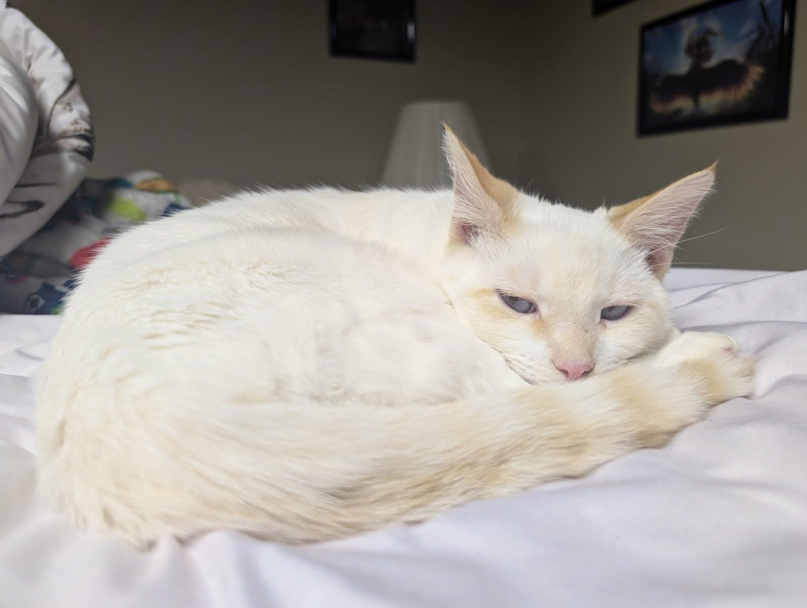 Enlarge Cream Puff, a ADOPTABLE mixed breed in Pittsburgh, PA image 6/6