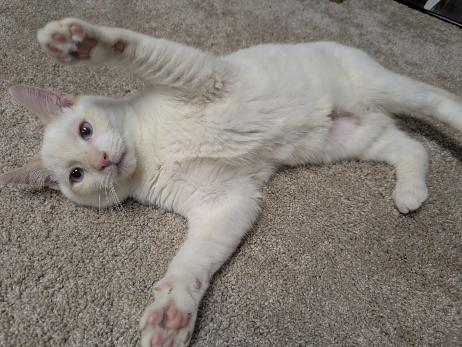 Cream Puff, ADOPTABLE, Kitten Male Domestic Short Hair & Siamese.