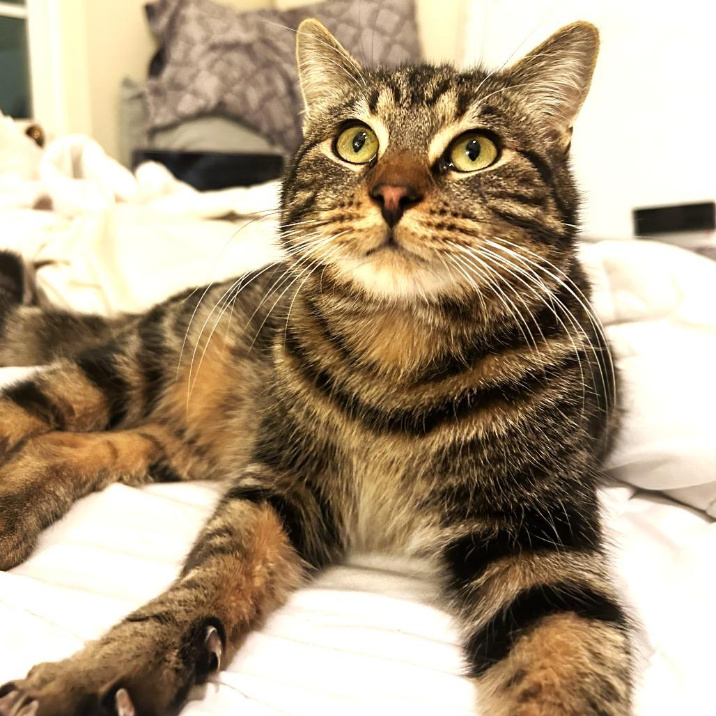 Moose — thumbnail 2