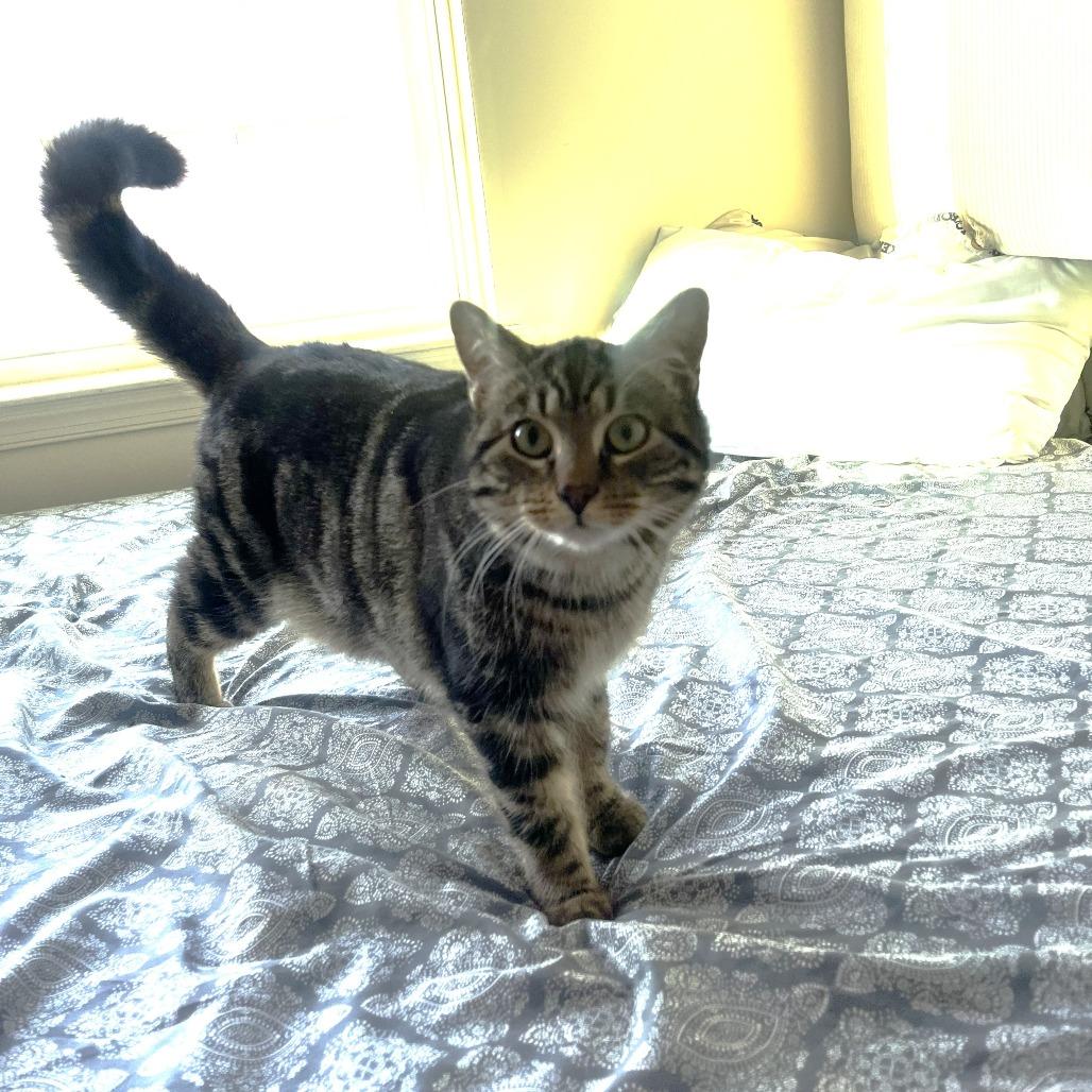 Moose — thumbnail 3