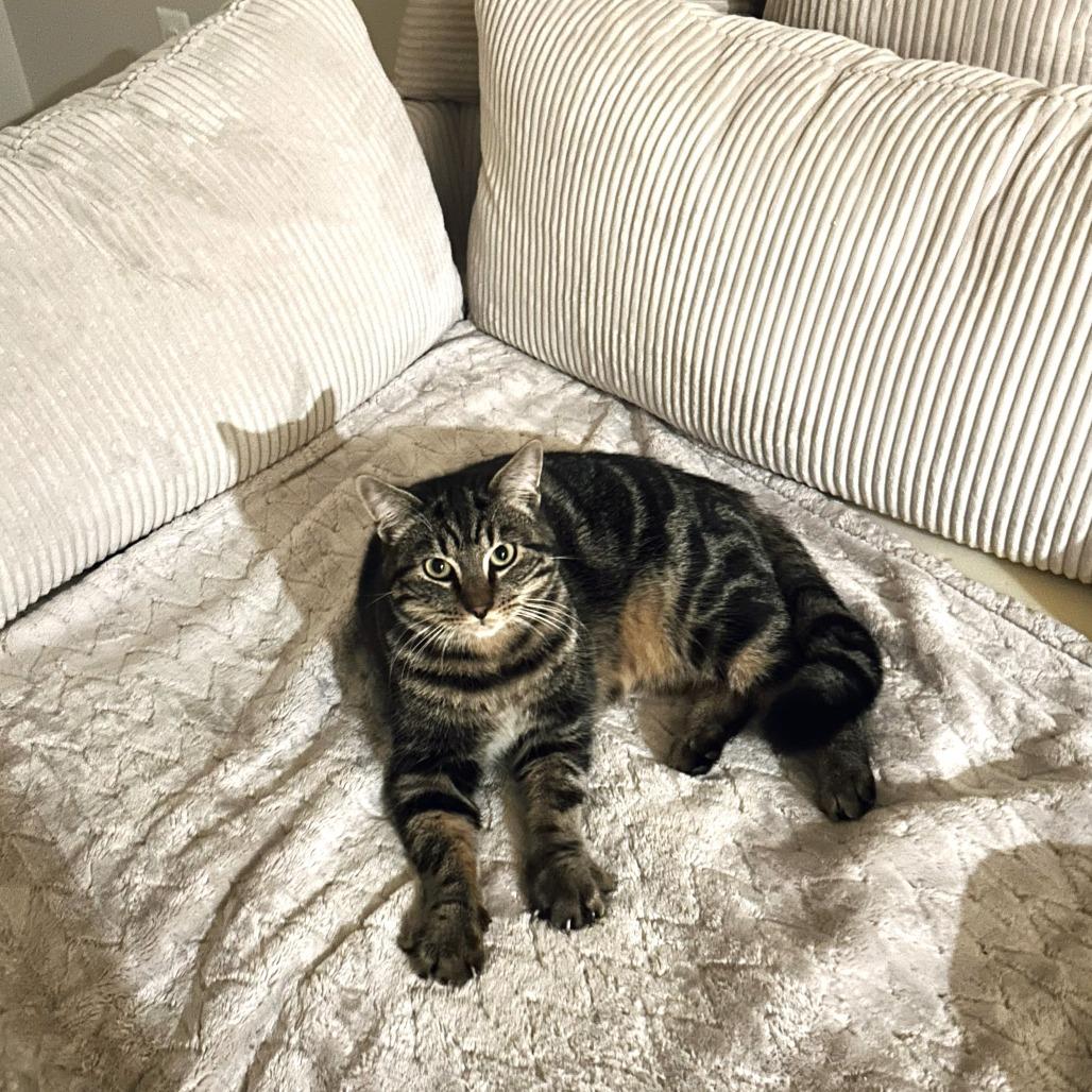 Moose — thumbnail 4