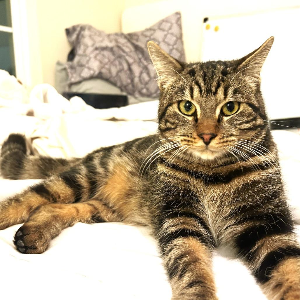 Moose — thumbnail 5