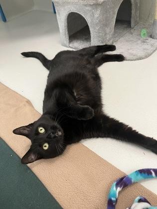 Ambers, a Adoptable mixed breed in New Hope, PA image 1/3