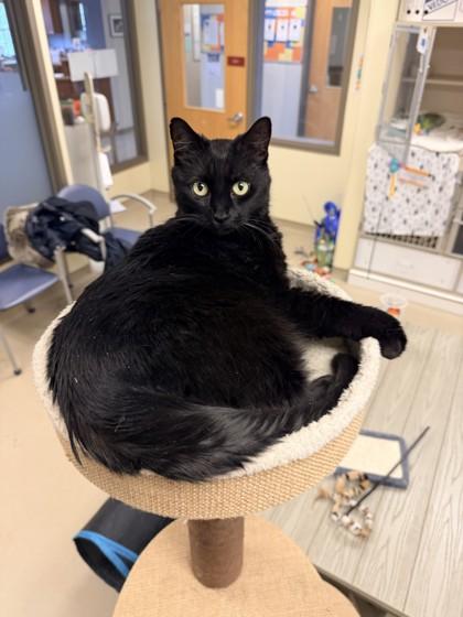 Enlarge Ambers, a Adoptable mixed breed in New Hope, PA image 1/3