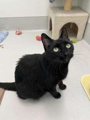 Ambers, a Adoptable mixed breed in New Hope, PA image 3/3