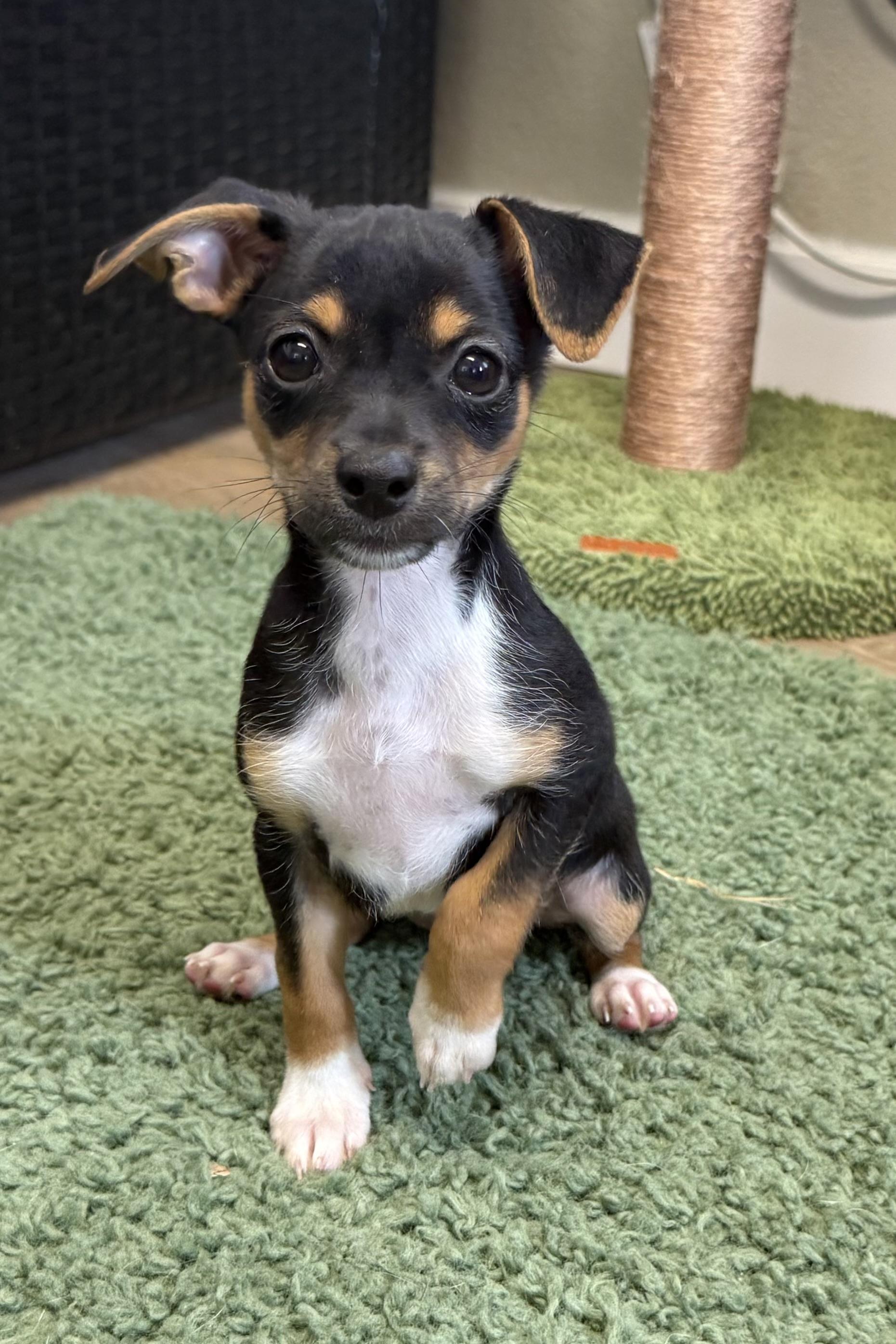 Sailor, adopted, Young Female Chihuahua.