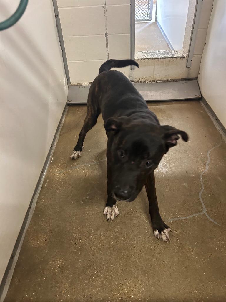 SNICKERS, Adoptable, Young Male Pit Bull Terrier & Mixed Breed.