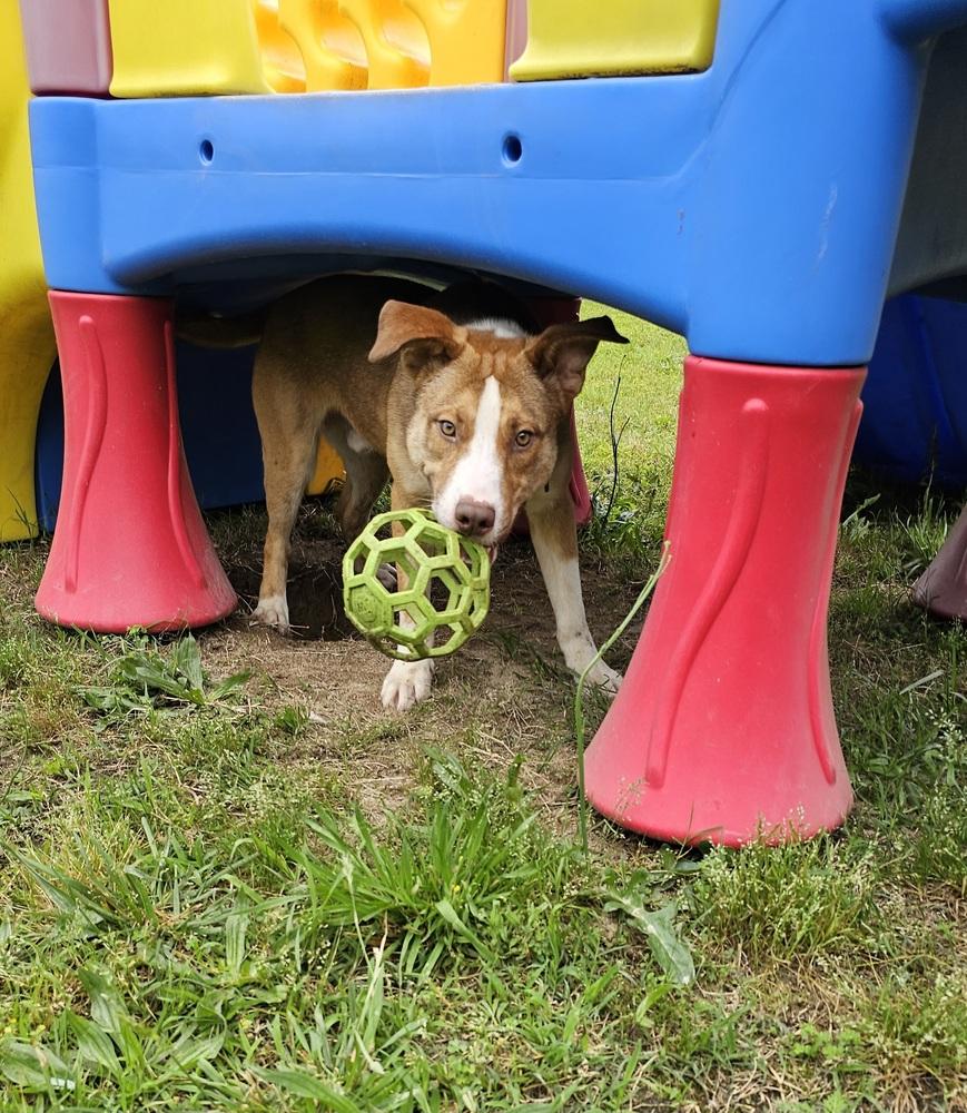 Chaz, Adoptable, Young Male Australian Shepherd & Shepherd.
