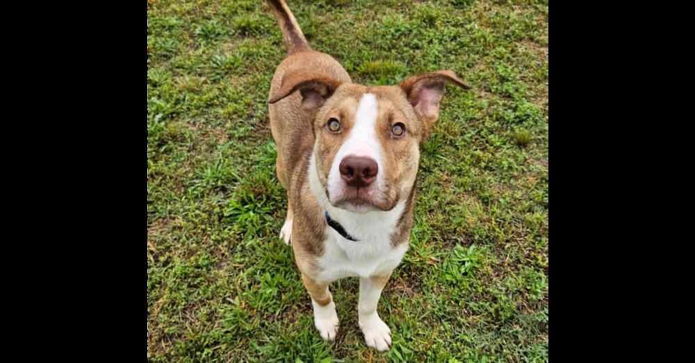 Enlarge Chaz, a Adoptable mixed breed in Youngsville, NC image 2/6