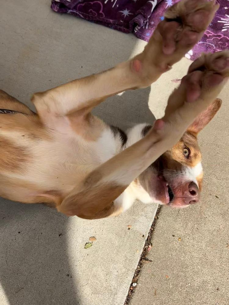 Enlarge Chaz, a Adoptable mixed breed in Youngsville, NC image 3/6