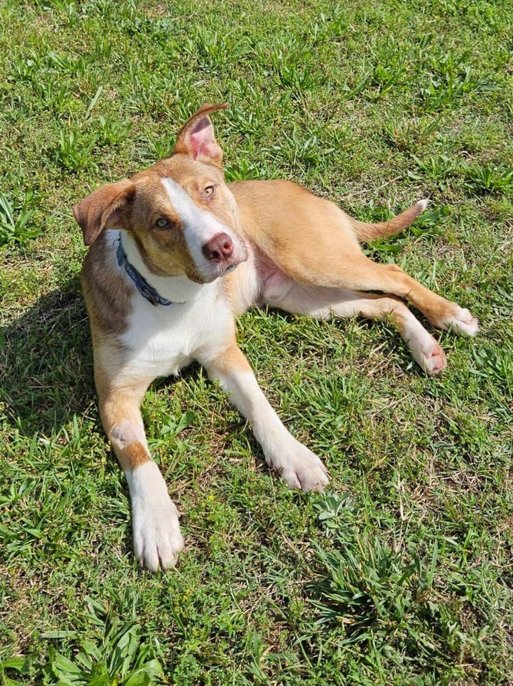 Chaz, a Adoptable mixed breed in Youngsville, NC image 4/6