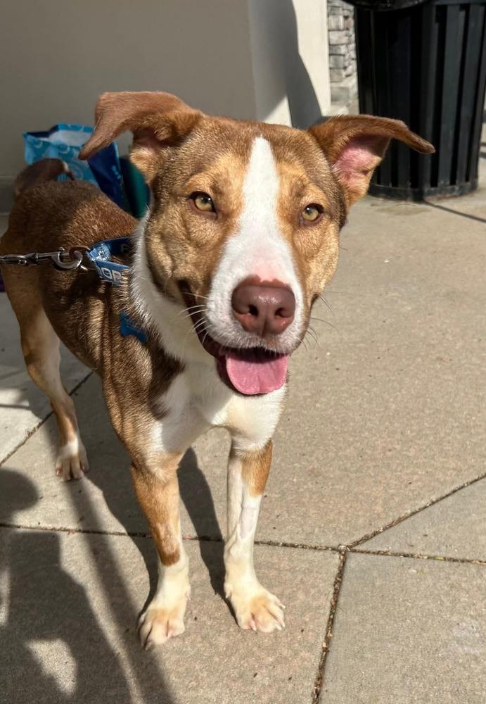 Enlarge Chaz, a Adoptable mixed breed in Youngsville, NC image 4/6