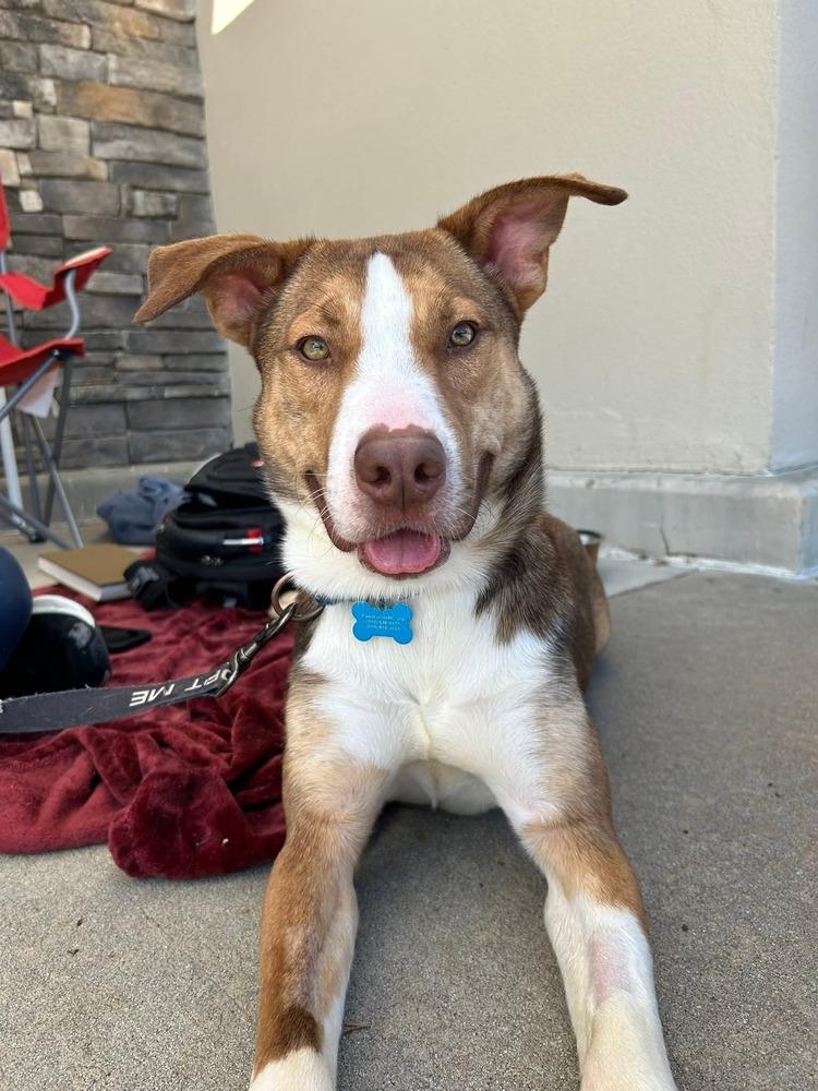 Enlarge Chaz, a Adoptable mixed breed in Youngsville, NC image 6/6