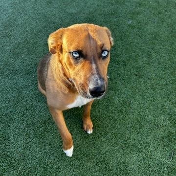 Blondie, ADOPTABLE, Young Female Shepherd.