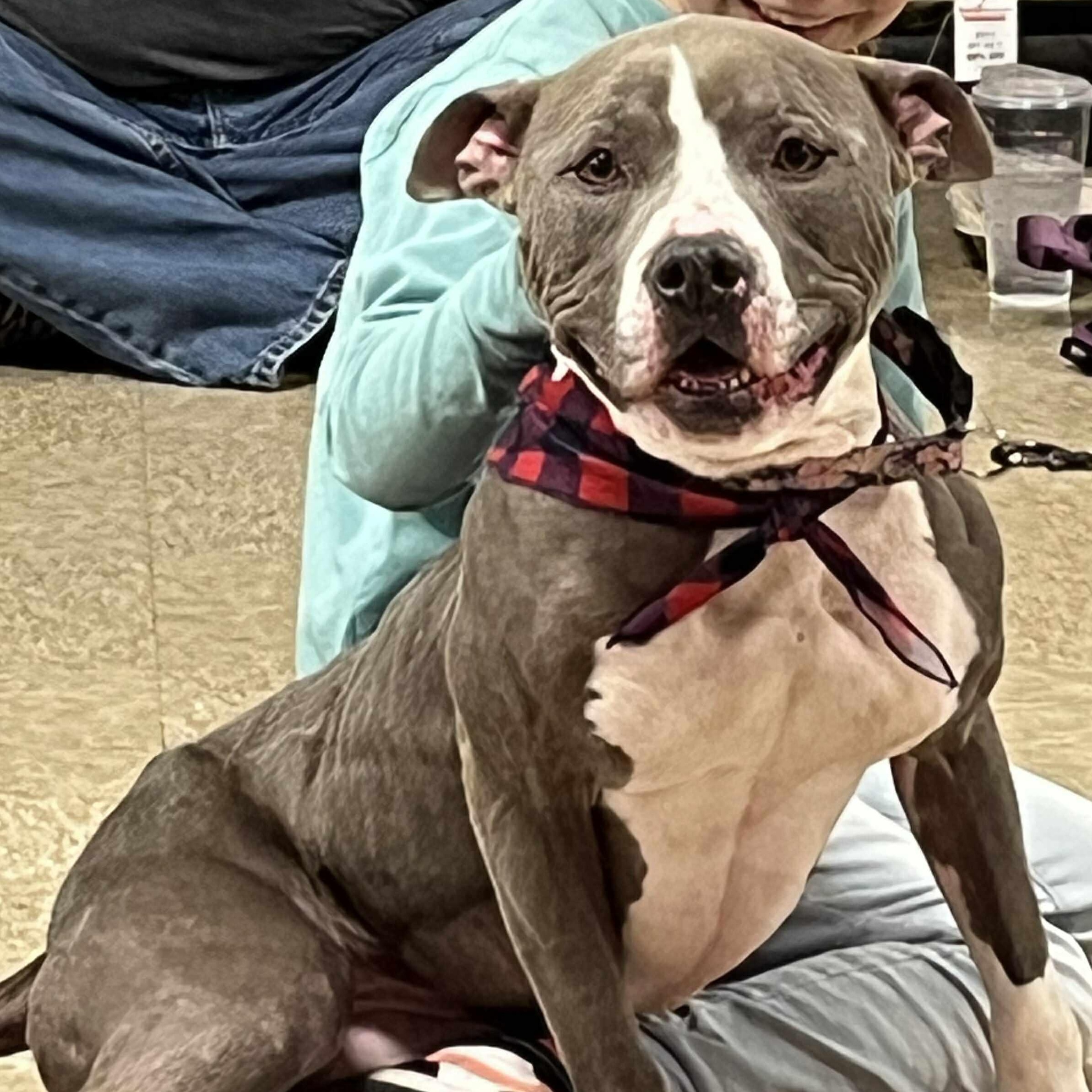 Juniper, Adoptable, Adult Female American Staffordshire Terrier.