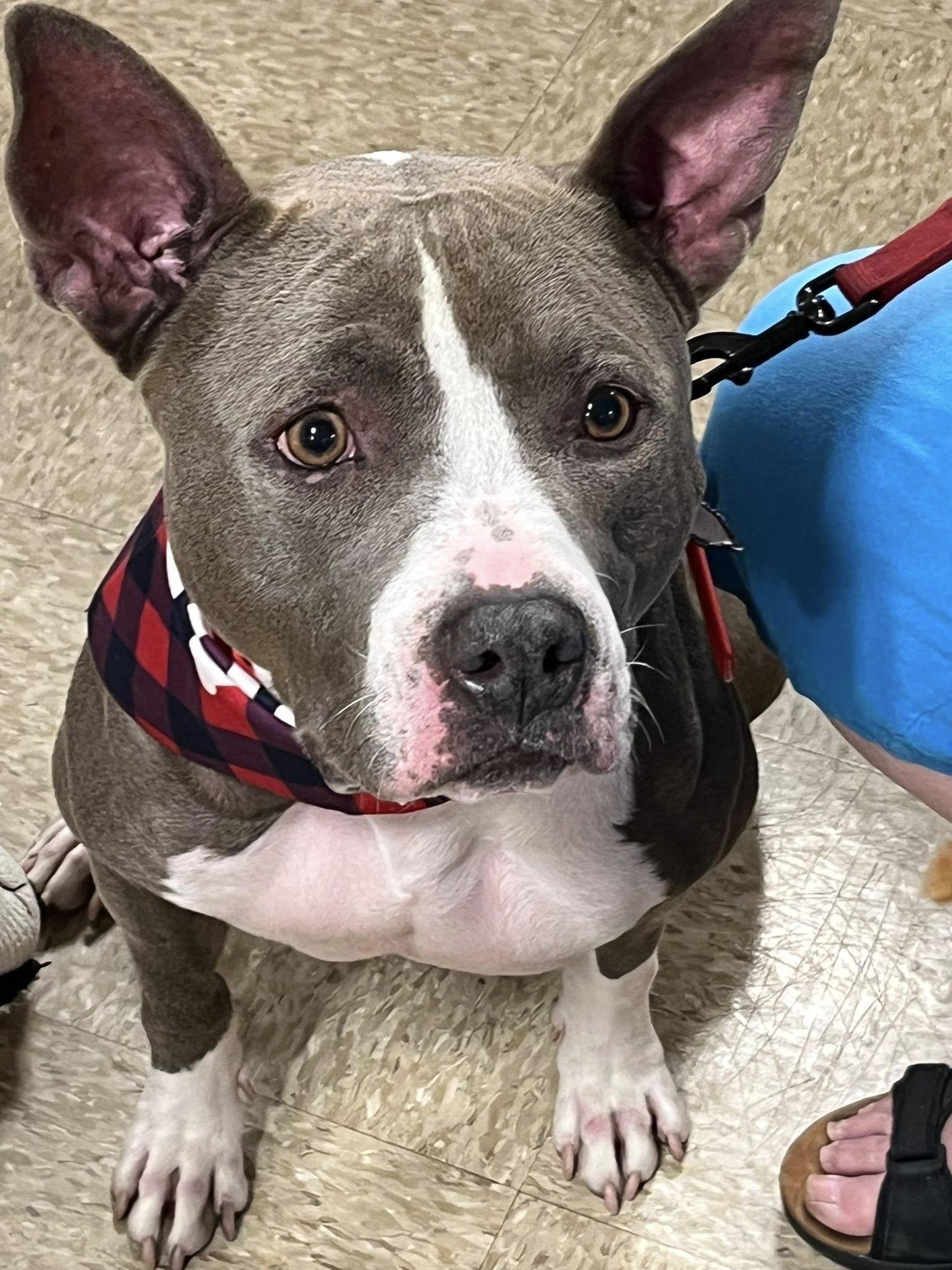 Juniper, a Adoptable mixed breed in Yukon, OK image 3/6