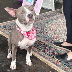 Enlarge Juniper, a Adoptable mixed breed in Yukon, OK image 2/6