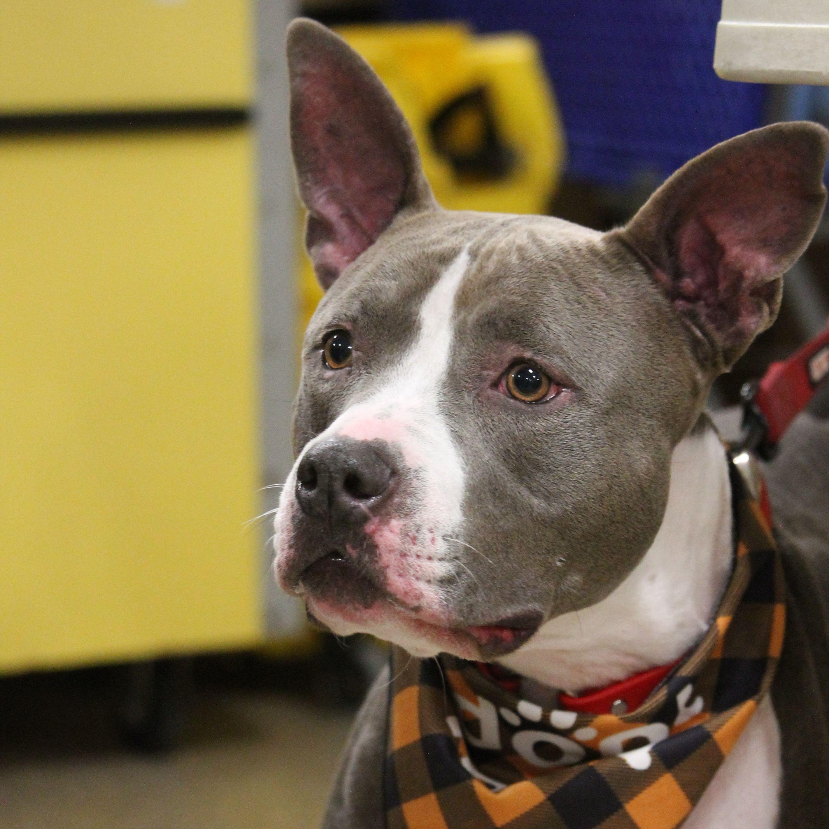 Juniper, a Adoptable mixed breed in Yukon, OK image 5/6