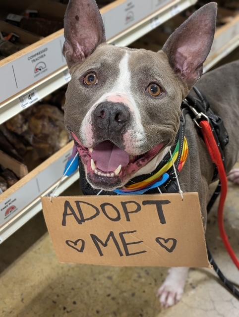 Juniper, Adoptable, Adult Female American Staffordshire Terrier.