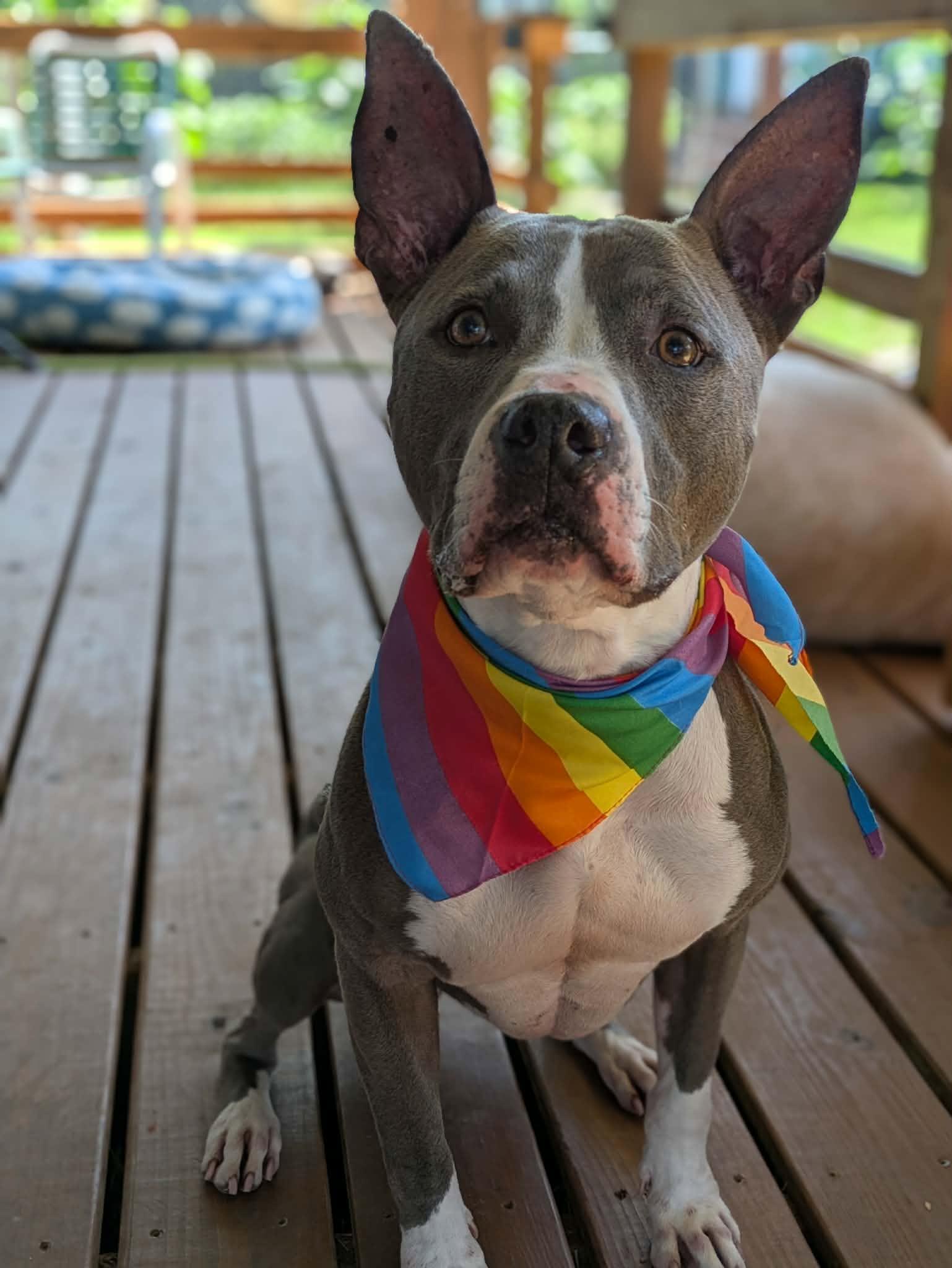 Juniper, a Adoptable mixed breed in Yukon, OK image 2/6
