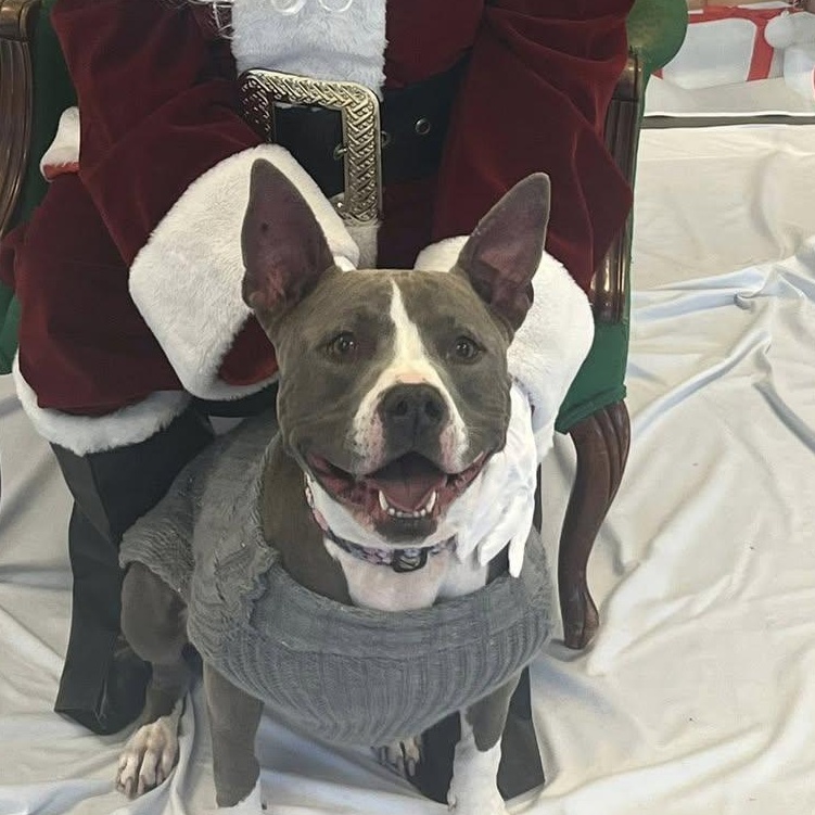 Enlarge Juniper, a Adoptable mixed breed in Yukon, OK image 1/6