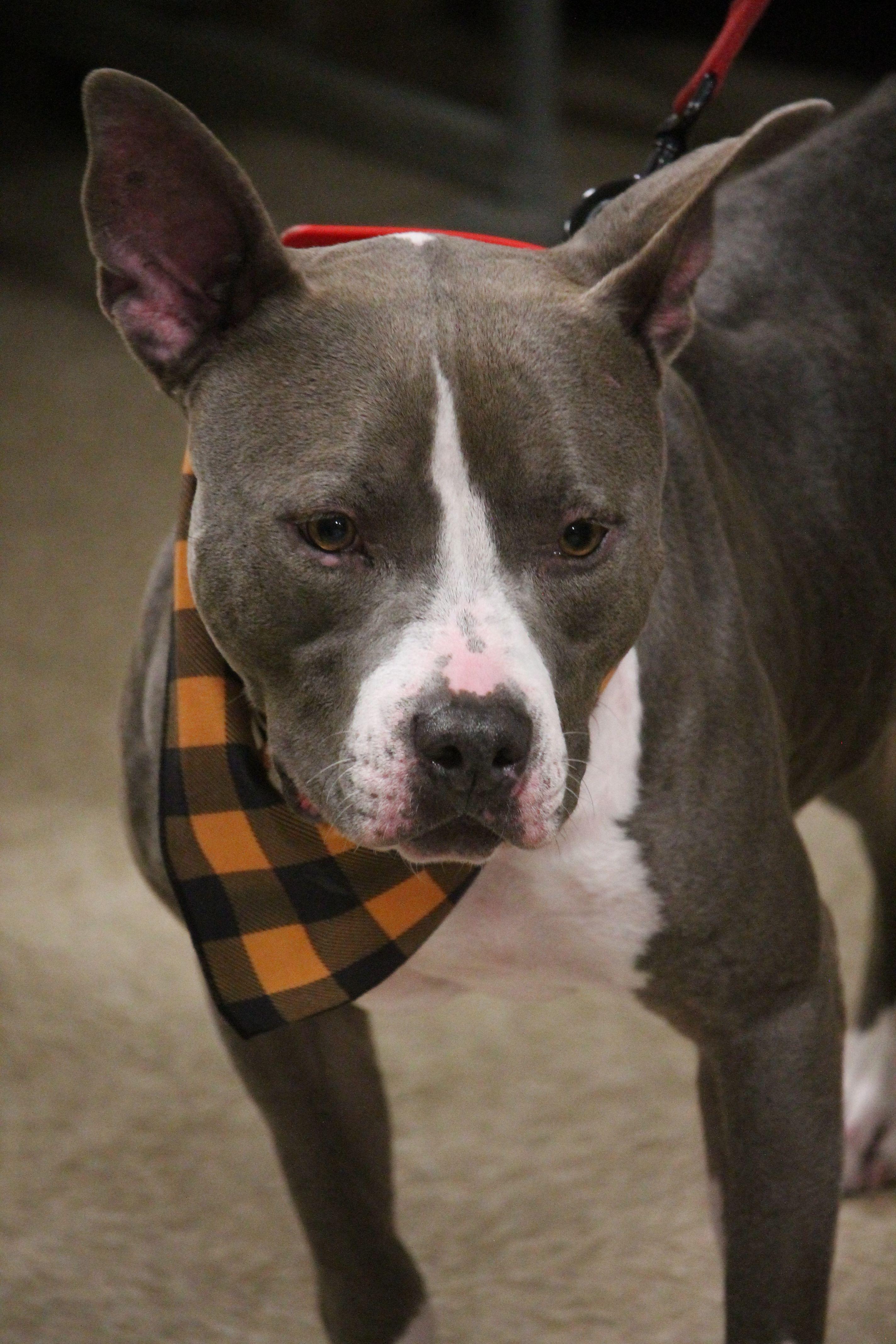 Juniper, a Adoptable mixed breed in Yukon, OK image 6/6