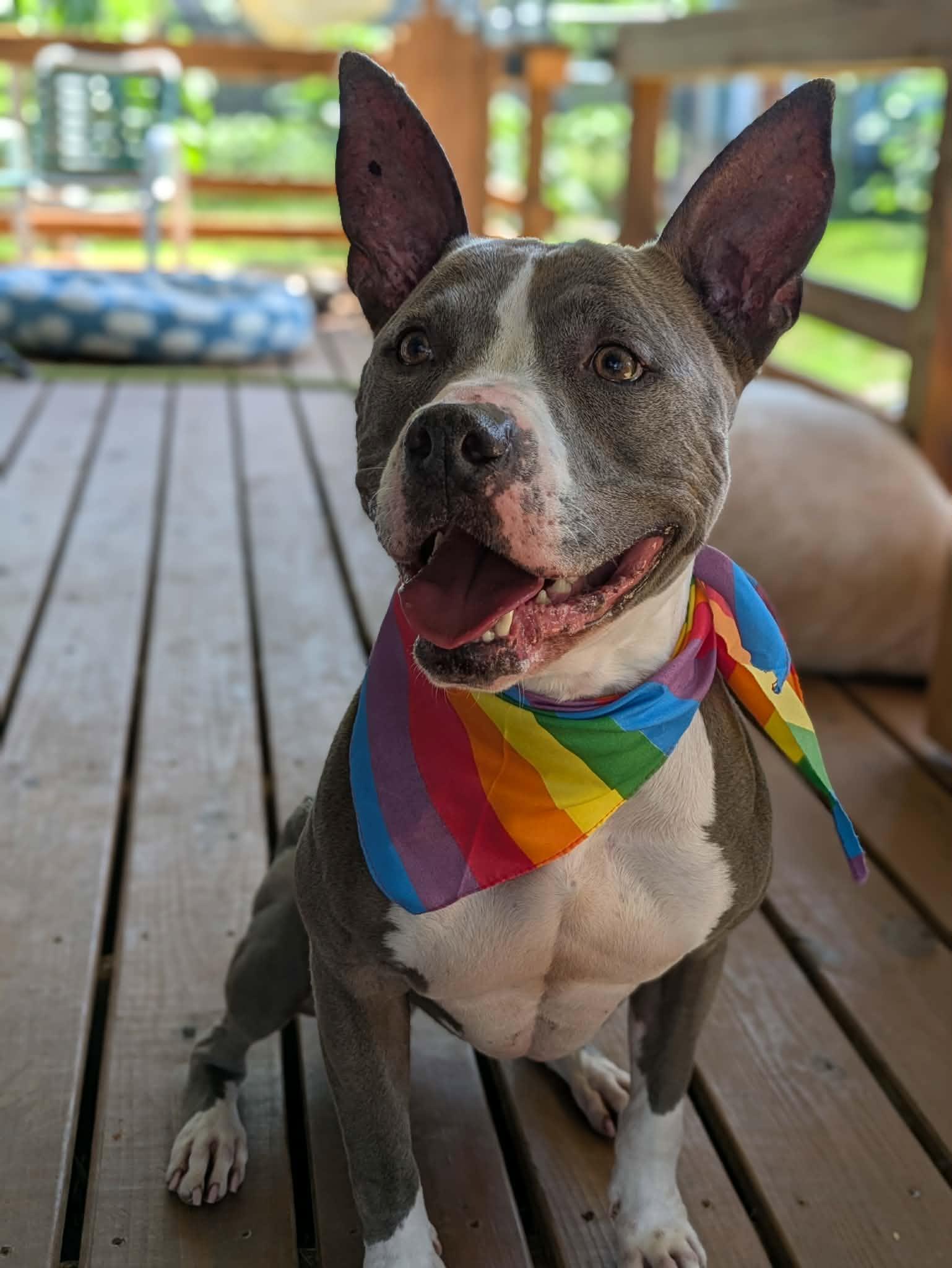 Juniper, Adoptable, Adult Female American Staffordshire Terrier.