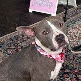 Juniper, Adoptable, Adult Female American Staffordshire Terrier.